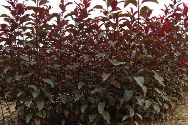 红叶李种植方法