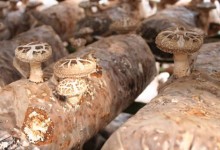 磨菇怎么种植方法,种磨菇要堆制养料、消毒杀菌和接种覆土