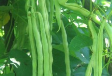 芸豆的种植方法,种芸豆需要播种育苗、温度管理、肥水管理等