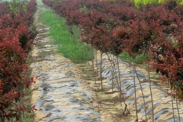 红叶李种植方法