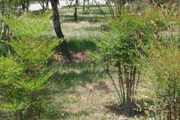 南天竹种子的种植方法