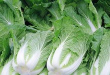 春白菜种植技术，春白菜怎么种？种春白菜的方法！