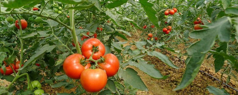 番茄的种植方法和时间