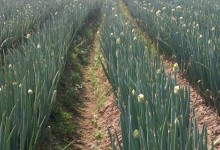 洋葱春季什么时候浇水，需掌握的洋葱春季种植技术方法