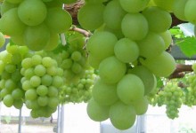 醉金香葡萄种植技术，醉金香葡萄怎么栽培？高产技术要点！