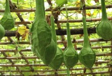 鹤首葫芦的种植方法，怎么种鹤首葫芦？附种植时间与育苗、育苗