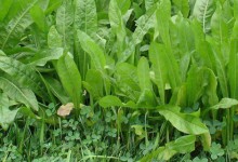 将军菊苣牧草种植方法，怎么种将军菊苣牧草？附播种时间与管理