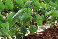 香芋的种植方法和时间，怎么种香芋？香芋种植技术与施肥