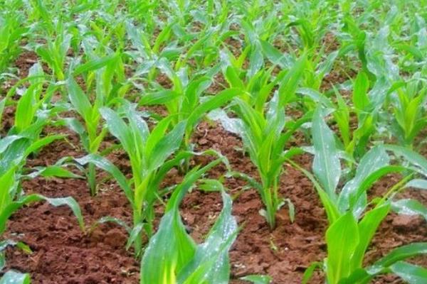 玉米高产栽培技术措施
