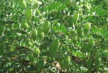 鹰嘴豆种植时间和方法，怎么种鹰嘴豆？鹰嘴豆种植技术！