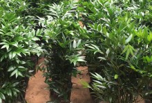 兴旺竹的养殖方法和注意事项，兴旺竹怎么种？种兴旺竹技术！
