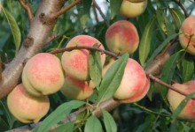 桃树全年用药管理技术，桃树全年用药时间表，桃树全年用药表
