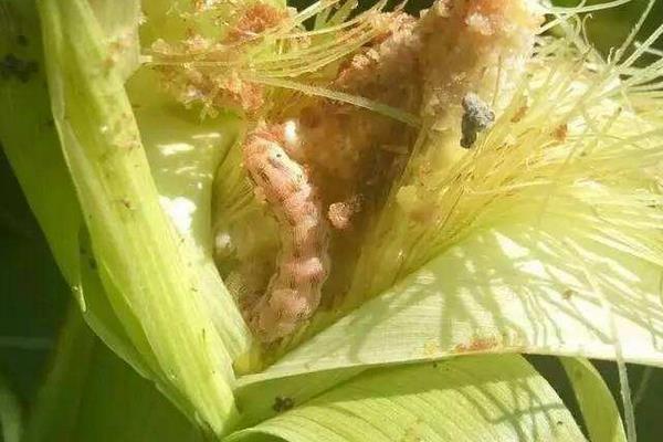 玉米常见病虫害有哪些