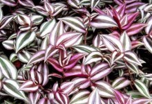 紫叶吊竹梅养殖方法，紫叶吊竹梅怎么种？附种紫叶吊竹梅技术！