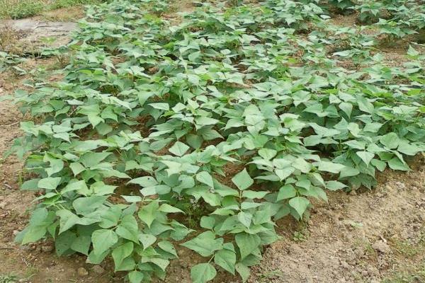 黑小豆种植时间和方法