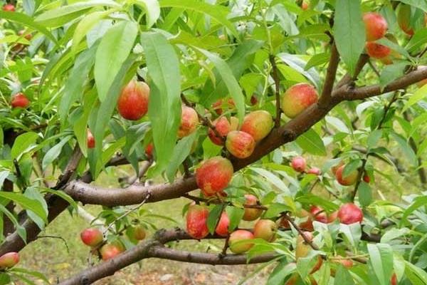 桃树全年用药管理技术