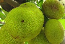 菠萝蜜的种植方法，菠萝蜜怎么种？种菠萝蜜技术与注意事项！