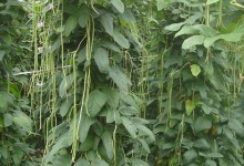 长豆角种植时间和方法，长豆角怎么种？附长豆角种植技巧！