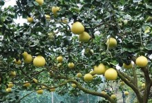 柚子施肥方法和时间！种植柚子怎么施肥？附幼树成年树施肥技巧！