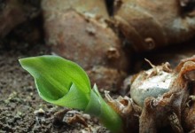 沙姜的种植方法和时间！沙姜怎么种？附种沙姜排灌育苗技巧！
