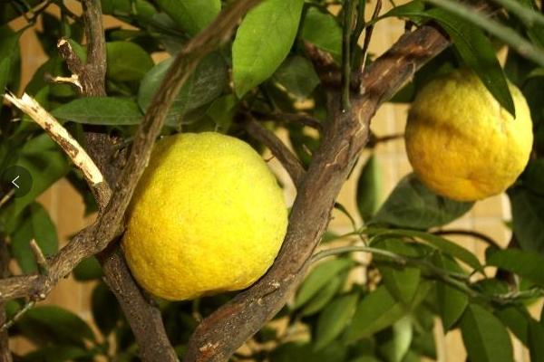 代代橘的养殖栽培方法