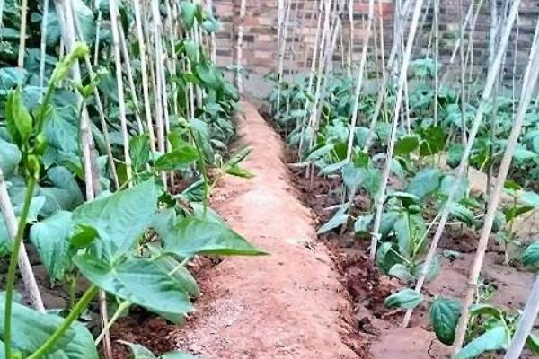 长豆种植时间和方法