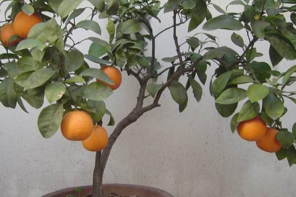代代橘的养殖栽培方法