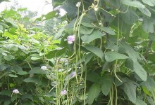 长豆种植时间和方法！长豆怎么种？附长豆四季播种方法与防治技术！