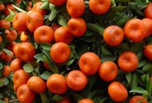 代代橘的养殖栽培方法！代代橘怎么种植？附水肥和剪枝技术！