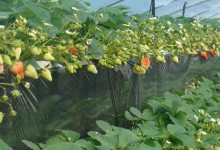奶油草莓怎么种植？种植奶油草莓技术和方法！附浇水施肥技巧！