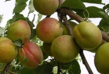 杏树栽培技术要点！杏树怎么种植？种杏树管理和防治病虫害方法！