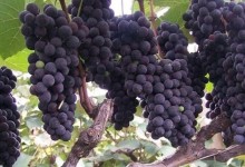种植葡萄的基本知识！葡萄怎么种植方法？附种葡萄浇水施肥技术！