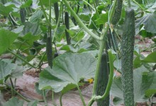 露地黄瓜的栽培技术！露地黄瓜怎么种高产？附高产的施肥方法！