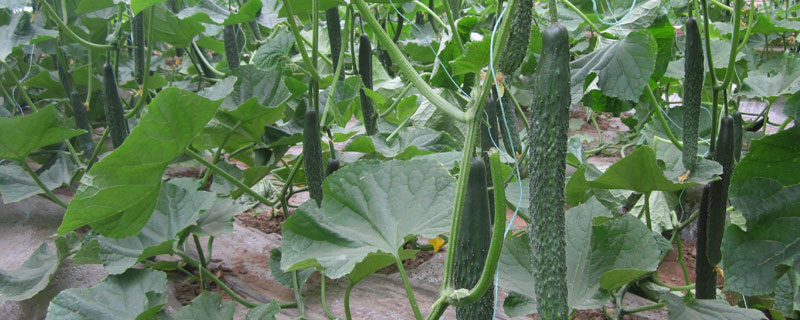 露地黄瓜的栽培技术