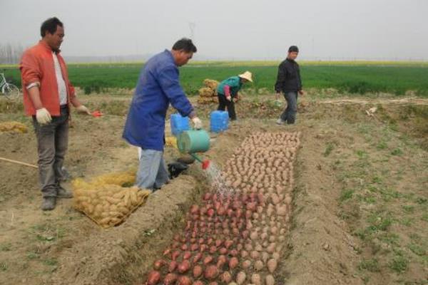红薯几月育苗