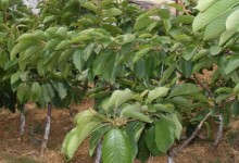 桃树育苗时间和方法！桃树种子什么时候育苗？附提升发芽率技术！