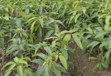芒果树苗怎么种植技术？芒果树苗种植方法！附水肥管理和合理定植