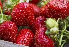 草莓如何施肥更高产！怎样使草莓高产长得快？附施肥技术方法！
