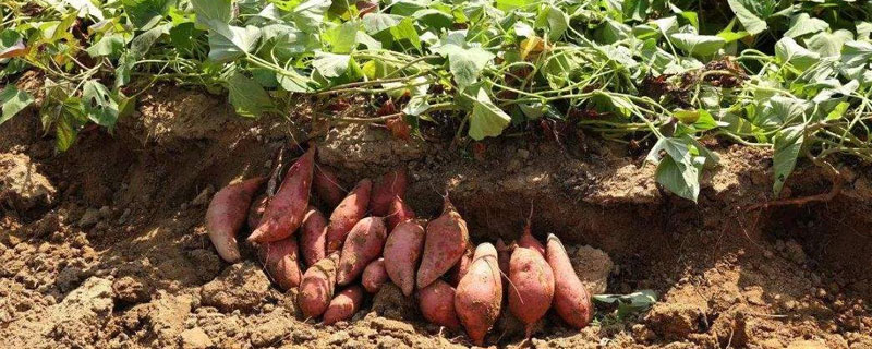 红薯几月育苗