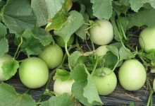露地甜瓜亩产量多少斤？露地甜瓜如何提高产量？附种植方法！