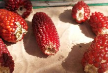 草莓玉米种植方法！草莓玉米怎么种植？附施肥技术和管理事项！