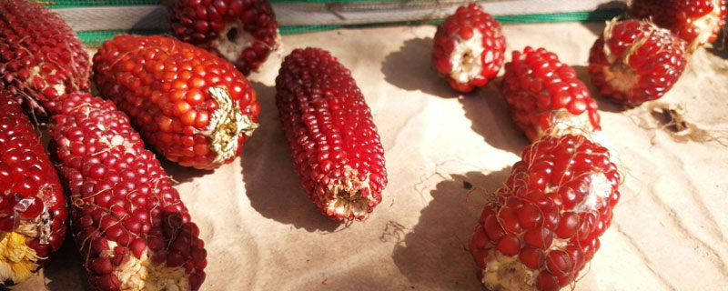 草莓玉米种植方法