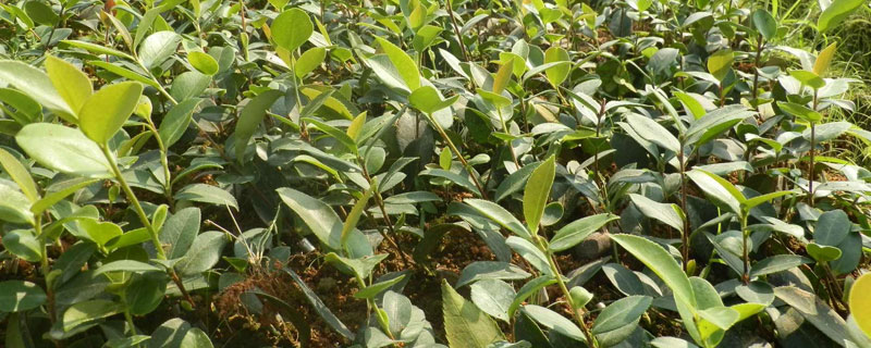 茶苗栽培种植技术