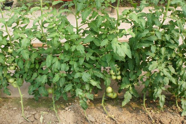 西红柿种植方法和时间