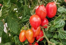 蕃茄的种植时间和方法！什么时候种植？几月份种最好？附种植方法