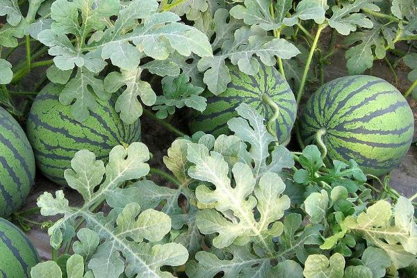 西瓜高产高效种植技术