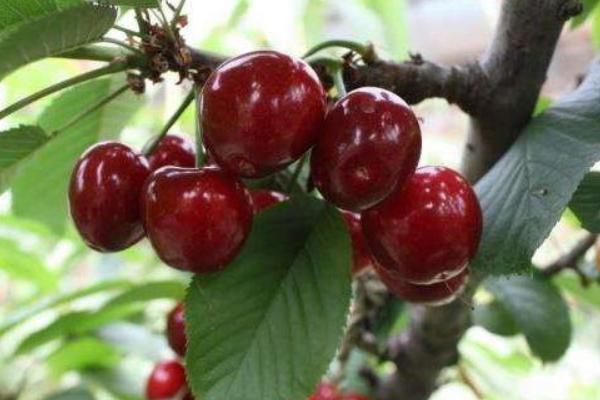 美早大樱桃的种植技术