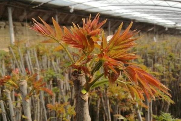 大棚香椿树的种植方法