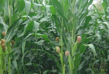 粘玉米种植时间！粘玉米什么季节种？玉米播种的最佳温度！