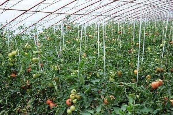 蕃茄的种植时间和方法